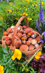 Корзина подосиновиков, с. Уркан, Тындинский округ