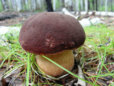 Царь Боровик, с. Уркан, Тындинский округ