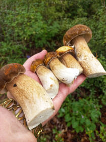 Боровички, п. Моховая Падь