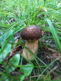 Боровичок, п. Моховая Падь