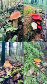 Сказочные грибочки, п. Дипкун, Тындинский округ