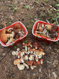 Боровики и красноголовики Зейского округа