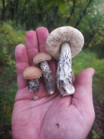 Подберезовики, п. Моховая Падь