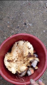 Сырой груздь, п. Магдагачи