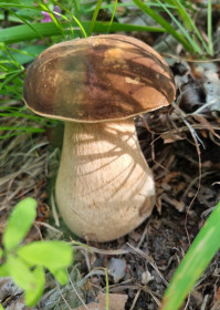 Боровичок, п. Моховая Падь