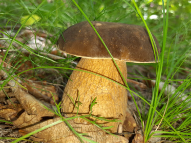 Белый гриб, г. Благовещенск