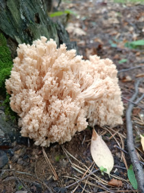 Клавикорона крыночковидная, или «Оленьи рожки», с. Верхнеблаговещенское