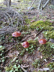 Маслята, Селемджинский район