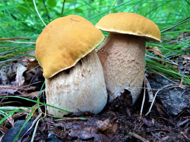 Братаны белые, г. Белогорск