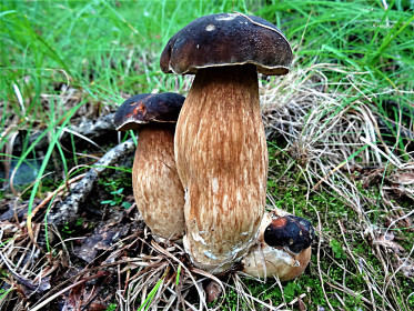 Семья белых, г. Белогорск