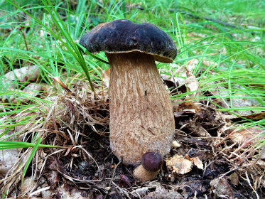 Мужчинка белый гриб, г. Белогорск