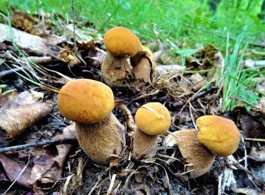 Семейство беленьких, г. Белогорск