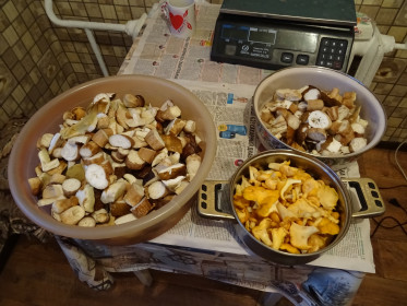 Беленькие и лисички, г. Белогорск