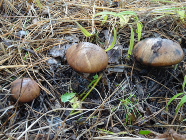 Пуговички (поздние маслята), г. Белогорск