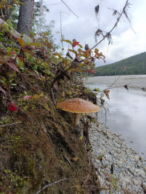 Гордый мухомор, Селемджинский район