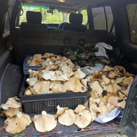 Кузов груздей в Благовещенске