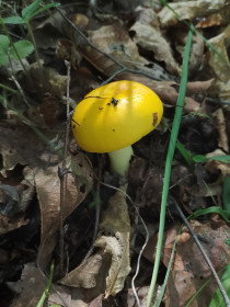 Сыроежка жёлтая, п. Моховая Падь
