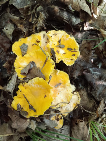 Лисички-сестрички, п. Моховая Падь