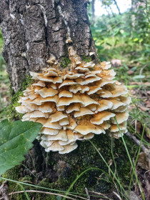 Гриб-трутовик, п. Моховая Падь