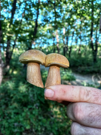 Белый гриб, п. Моховая Падь