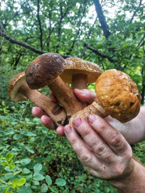 Боровички, п. Моховая Падь