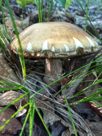 Белый гриб, п. Моховая Падь