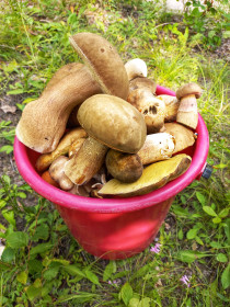 Беленьких ведро, п. Моховая Падь