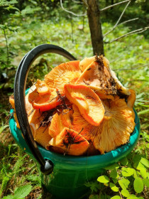 Красавцы «лисята», с. Джалинда, Сковородинский округ