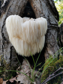 Ежовик гребенчатый, с. Верхнеблаговещенское