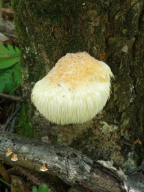 Ежовик гребенчатый, с. Ромны