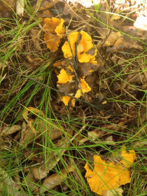 Лисички, с. Ромны