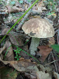 Подберёзовик, с. Ромны