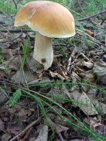 Белый гриб, с. Ромны