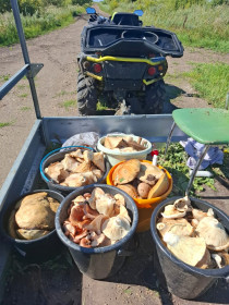 Грибы на любой вкус, с. Козьмодемьяновка, Тамбовский округ
