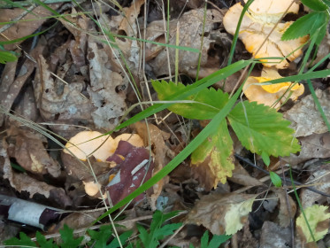 Лисичка, с. Ромны