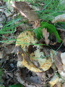 Груздь, с. Ромны