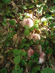 Кто подскажет, что за грибы? с. Ромны