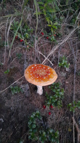 Мухомор, п. Маревый, Тындинский округ