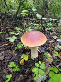 Белый гриб, Серышевский район