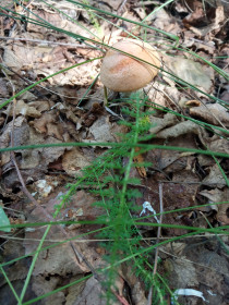 Подосиновики, с. Ромны