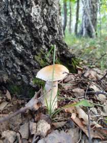 Белый гриб в августе п. Аэропорт