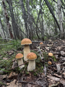 Семья белых в Береговом