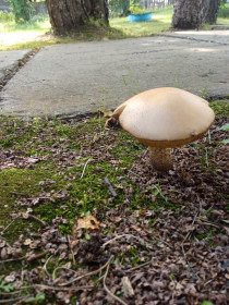 Подберезовик, с. Ромны