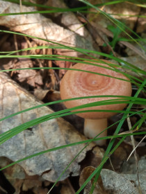 Гриб волнушка, с. Ромны