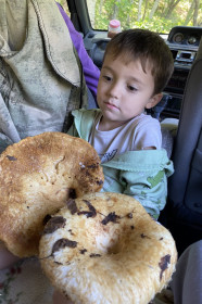 Грузди, г. Благовещенск