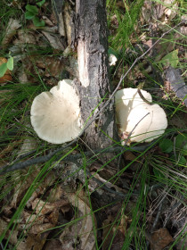 Возможно, рядовка,  с. Ромны