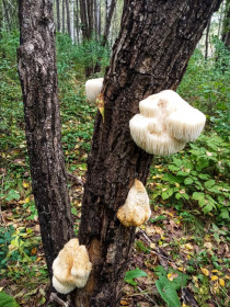 Ежовик гребенчатый, п. Моховая Падь