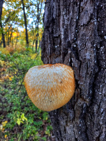 Ежовик гребенчатый, п. Моховая Падь