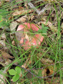 Сыроежка, с. Ромны