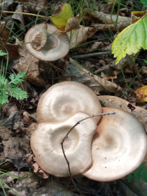 Поганки, с. Ромны